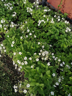Сад с нуля 2025 🌳 Видео каждый месяц 