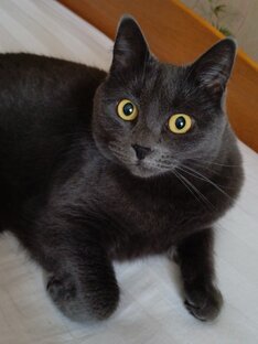 На юг! ( Рассказы )