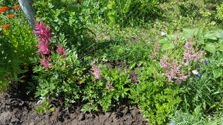 Как вырастить