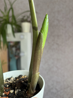 Жизнь зеленых 🪴