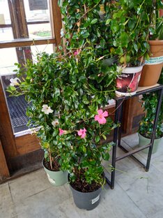 Сады и парки. 