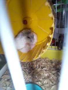 Дрессировка хомяков-джунгариков 