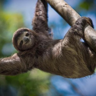 Ленивец: медлительность как искусство выживания