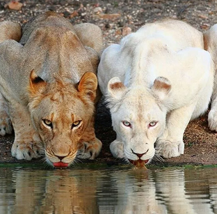 Животный мир