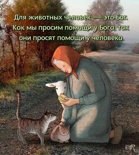 Кошки приюта. 