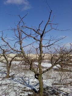 Для чего проводят зимнюю обрезку деревьев? 
