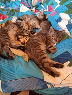 Котобанда 