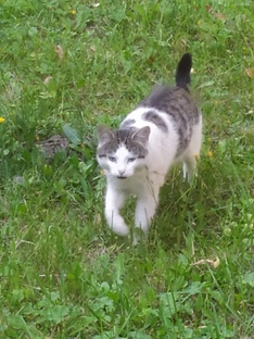 Садовник