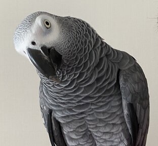 Извольте, Мидж 