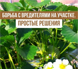 Борьба с вредителями огорода