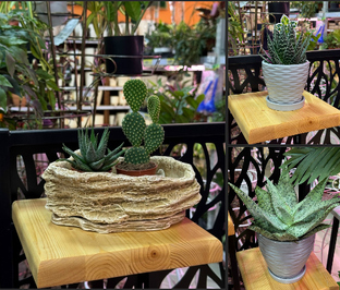 #Новинки цветов