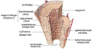 Компактное вещество, пластинчатой костной ткани
