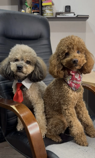 Сериал "Офис Лео"