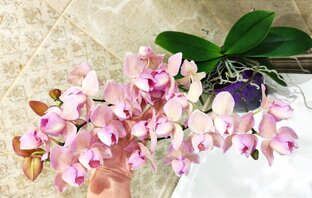 Редкие бабочки в моей коллекции