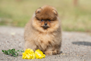 Все про шпица.