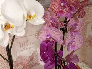 Орхидеи уход 