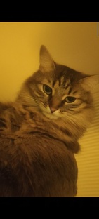 Жизнь моих кошек, увлечение. 