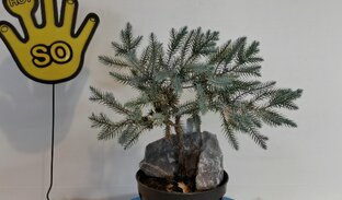 Можжевельник. 