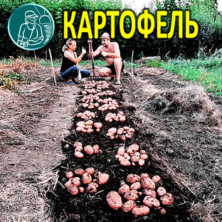 Выращивание картофеля от А до Я по технологии Гордеевых