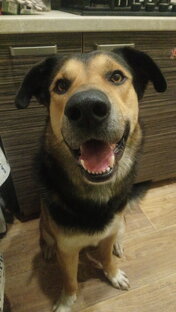 Дрессировка - практика