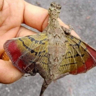 Летучий дракон: правда о самом странном ящере планеты