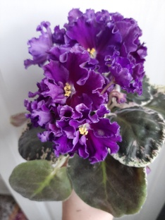 Всё об уходе за фиалками