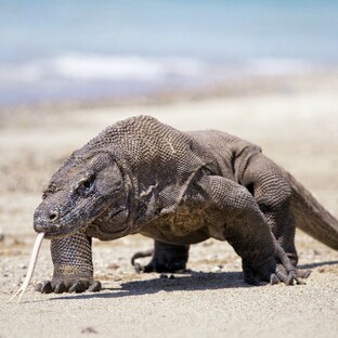 Варан: царь пустыни, хищник и гений выживания