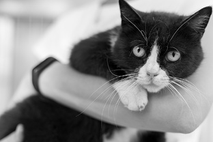 Кошки