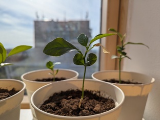 Цитрусы на подоконнике