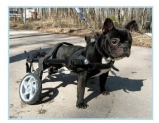 Животные и изобретения