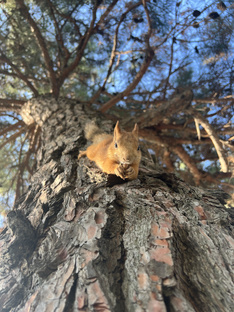 Белочки 🐿️❤️