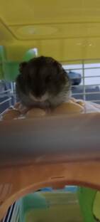Lion and mouse Season 2