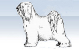 Иллюстрированное руководство по тибетскому терьеру