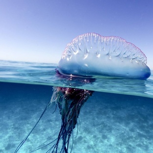 Португальский кораблик: правда о «ложной медузе» океана