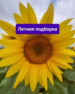 Летняя подборка