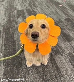 разговорные🐾