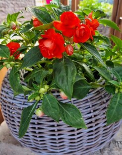 Кашпо из ротанга