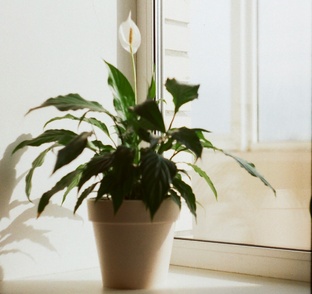 Спатифиллум: секреты женского счастья