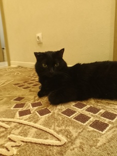 Знакомство с Котами