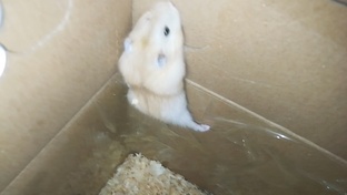 Ириска и Анфиска