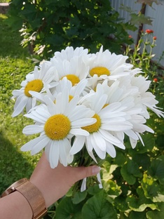 Про жизнь. Мое честное мнение.