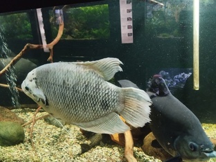 Рыбные блюда