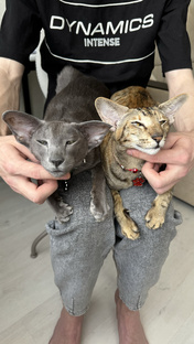 Наши статьи о кошках