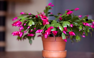 Комнатные цветы