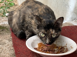 Неуловимая кошка Пеструшка