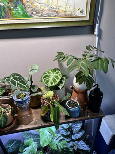 Обзоры коллекции 