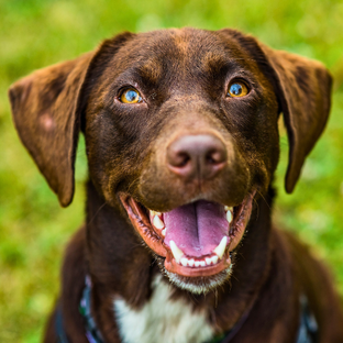 Подборки пород собак