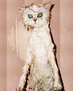 Откуда чё взялось.