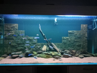 Аквариумистика