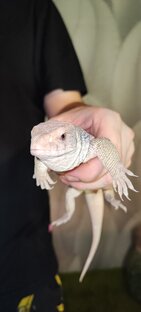 🌿Капские вараны🌿